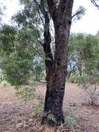 Слика од Eucalyptus amygdalina Labill.