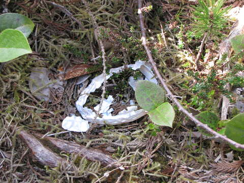 Image of Northern Abalone