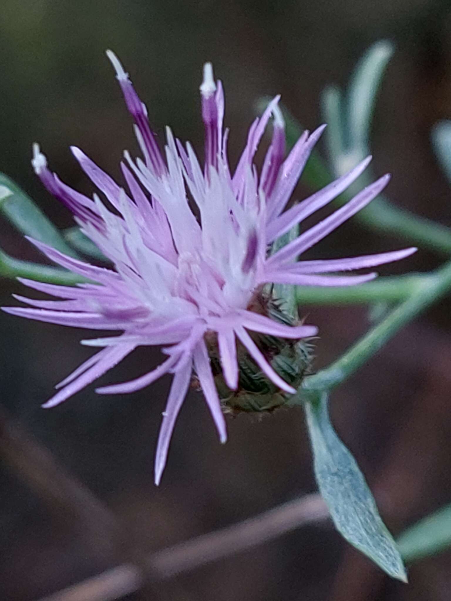 Слика од Centaurea langei Nym.