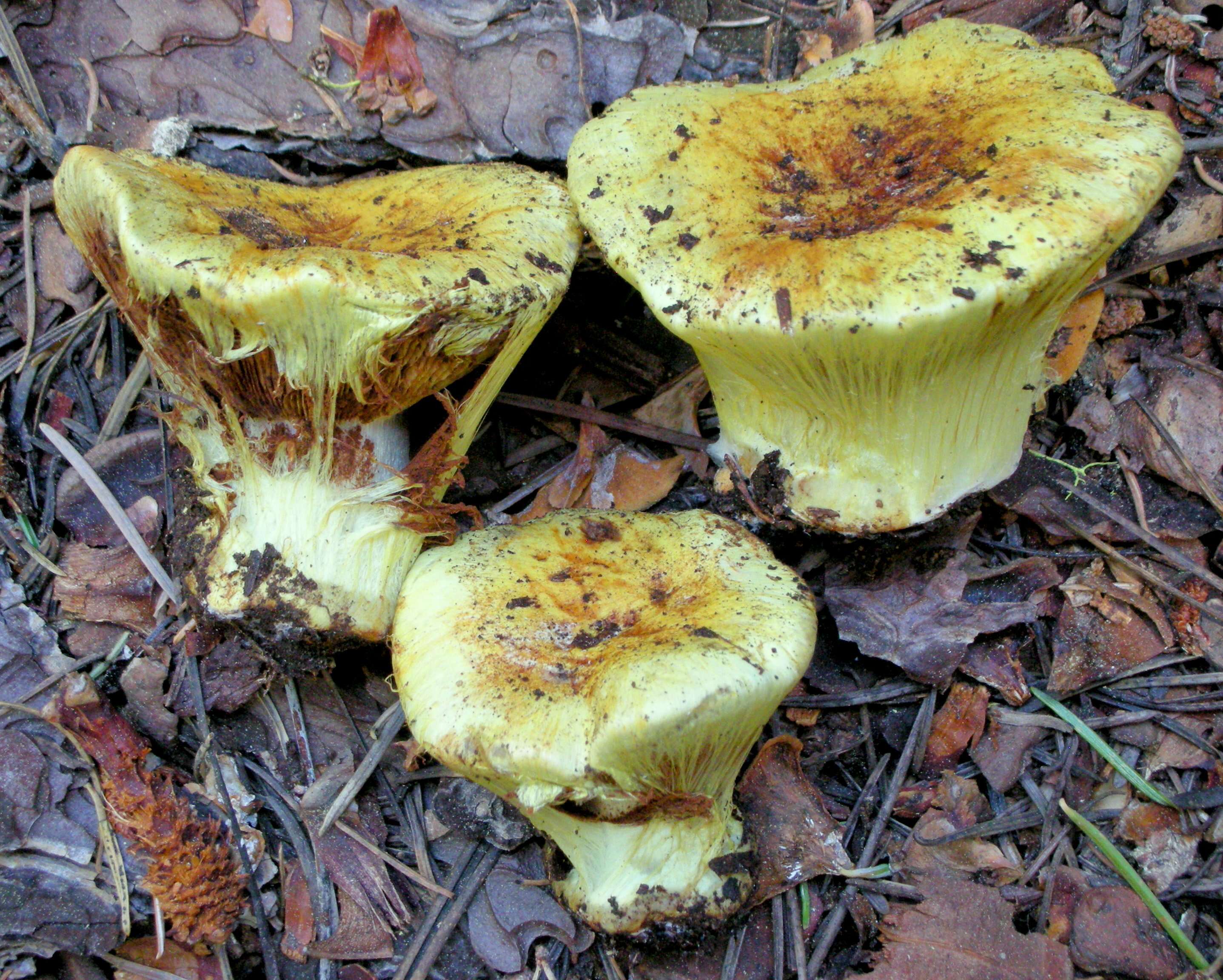 Image of Cortinarius verrucisporus Thiers & A. H. Sm. 1969