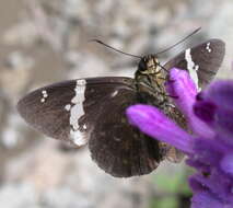 Image of Celaenorrhinus stallingsi Freeman 1946