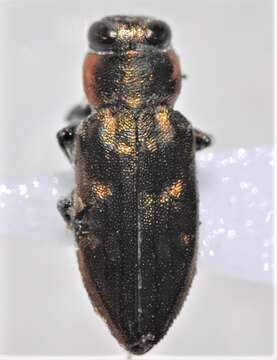 Image of Chrysobothris lateralis Waterhouse 1887