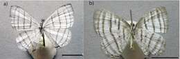 Image of Leucochimona