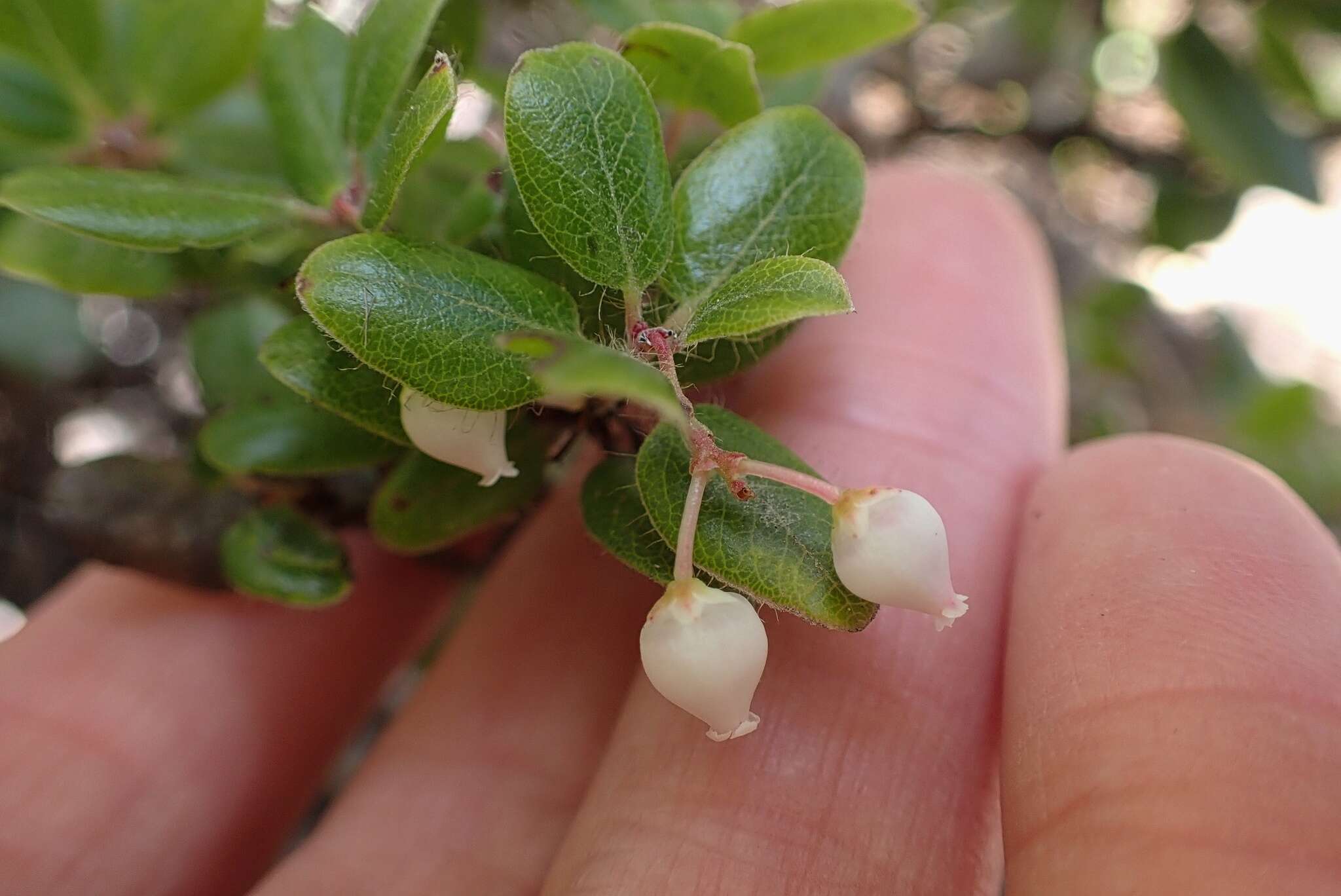 Plancia ëd Arctostaphylos nummularia subsp. nummularia