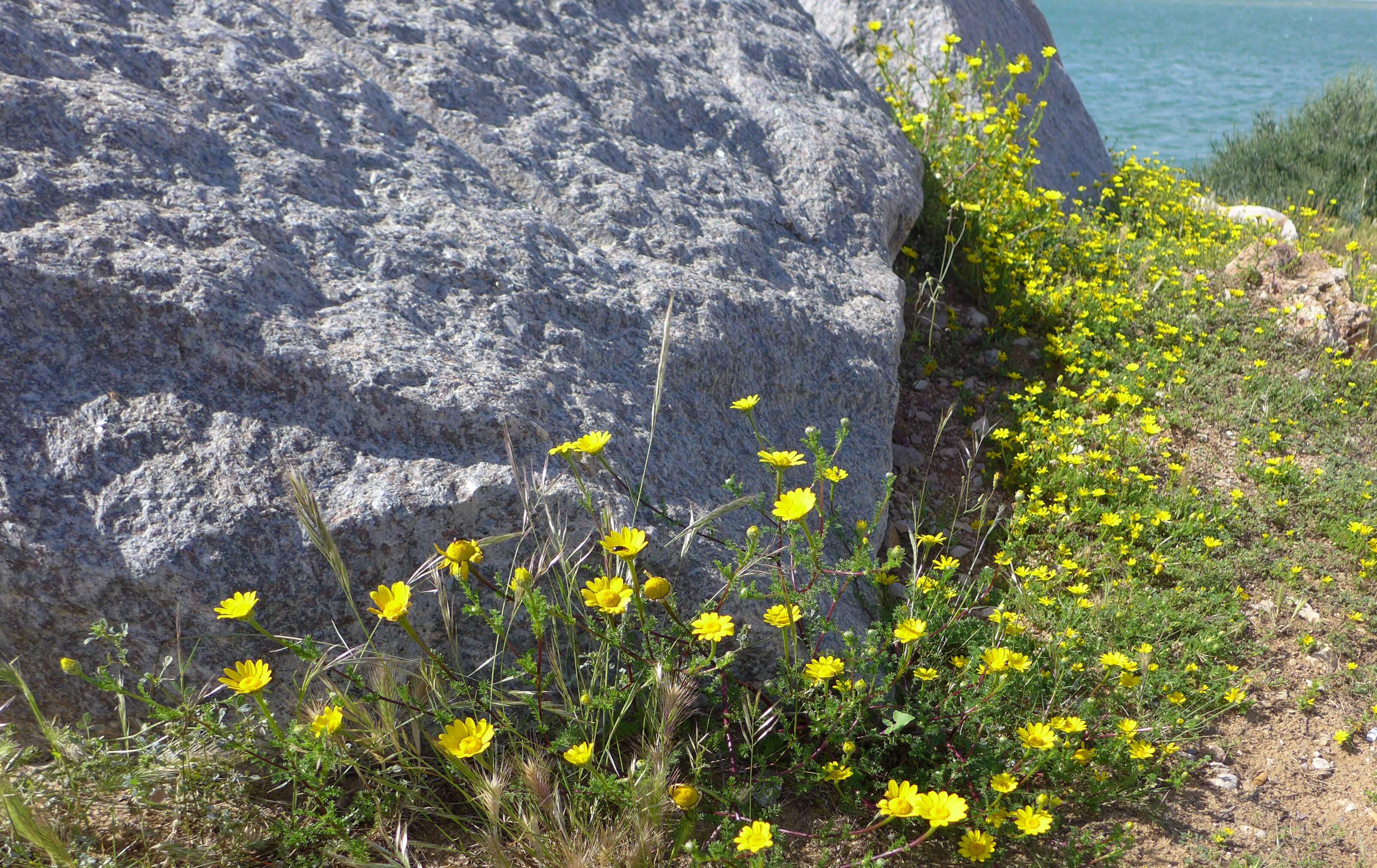 Image of Dyer's Chamomile