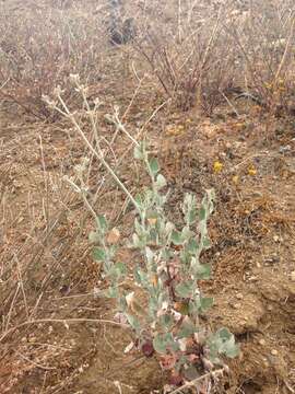 Imagem de Eriogonum cinereum Benth.