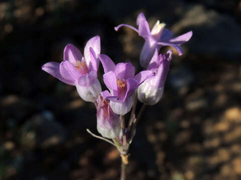 Imagem de Dipterostemon capitatus subsp. pauciflorus