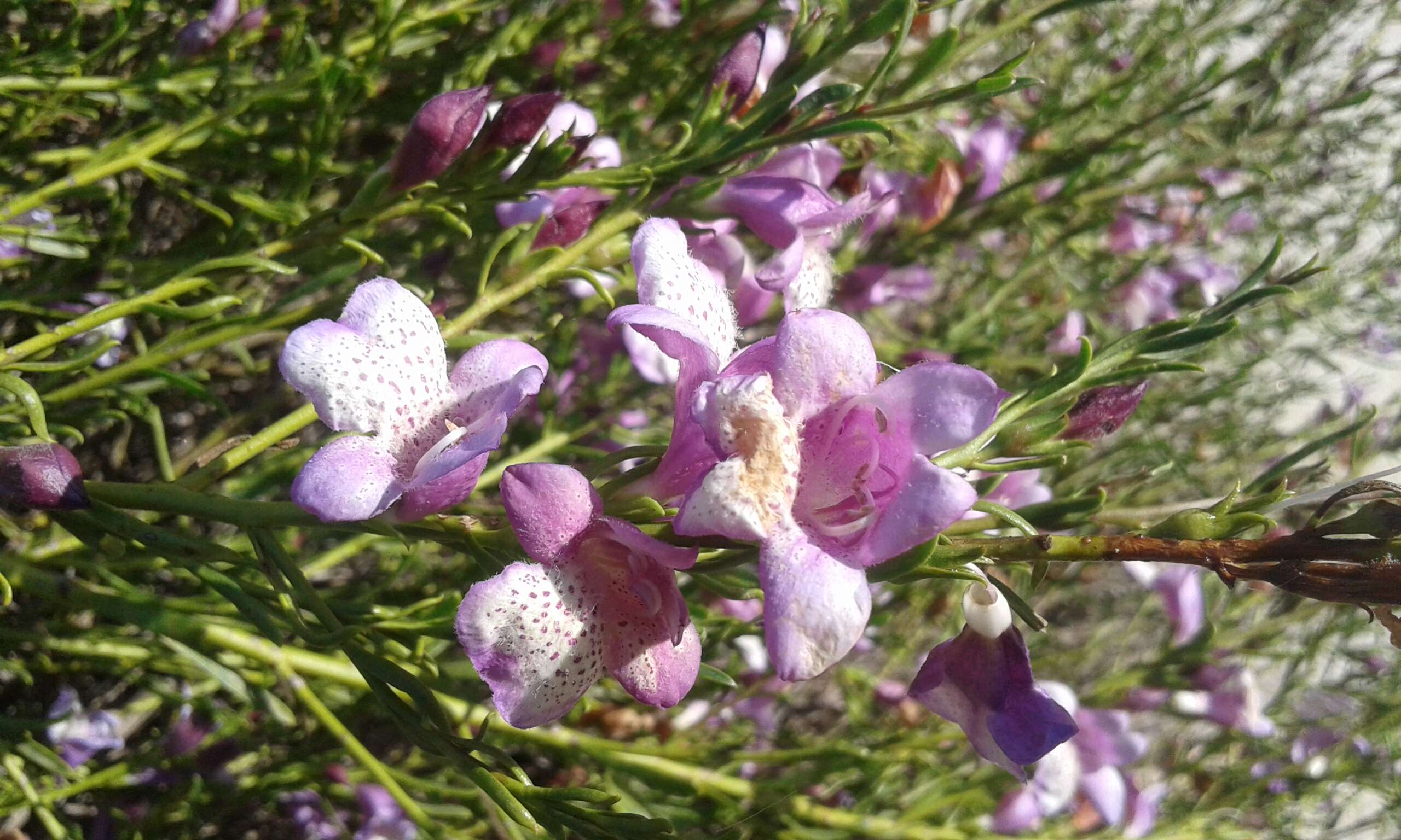 Image of Eremophila divaricata (F. Muell.) F. Muell.