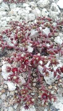 Image of Sedum vinicolor S. Wats.