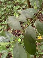 Sivun Buxus natalensis (Oliv.) Hutchinson kuva