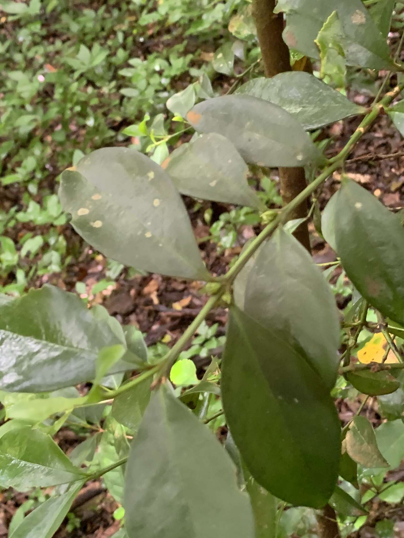 Sivun Buxus natalensis (Oliv.) Hutchinson kuva