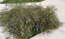 Image of Eremophila divaricata (F. Muell.) F. Muell.