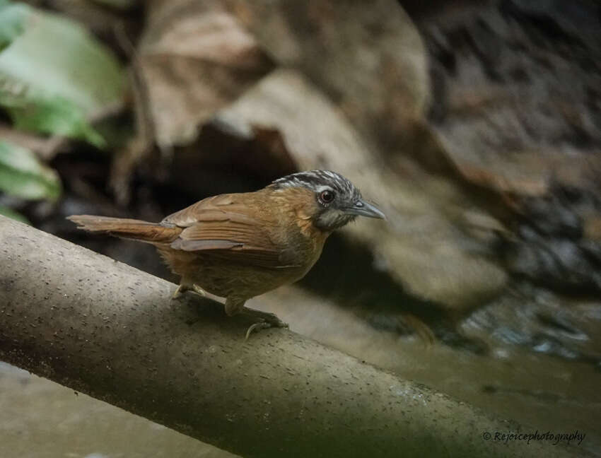 Imagem de Stachyris nigriceps Blyth 1844