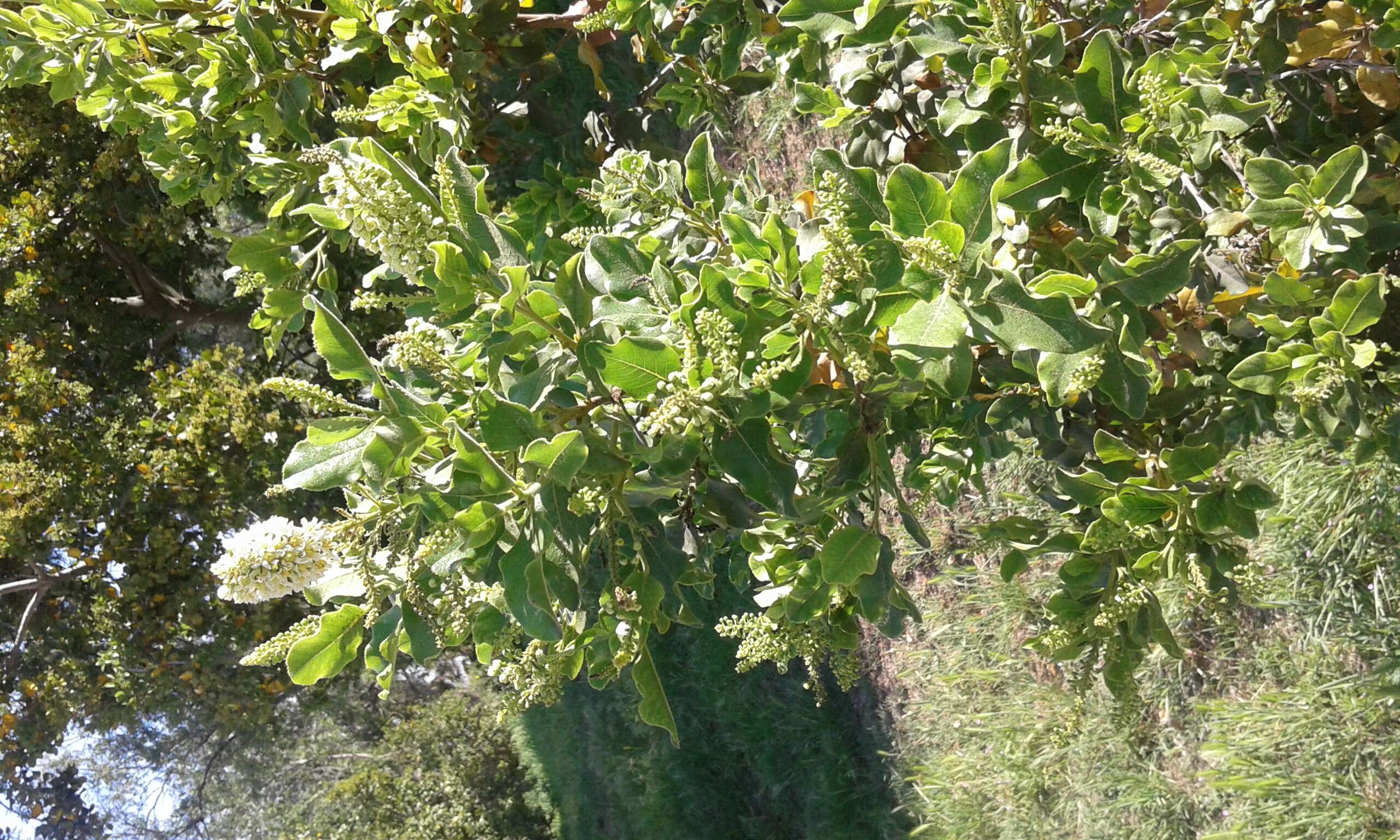 Image of Escallonia pulverulenta (Ruiz & Pav.) Pers.