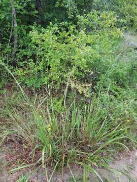 Imagem de Paspalum floridanum Michx.