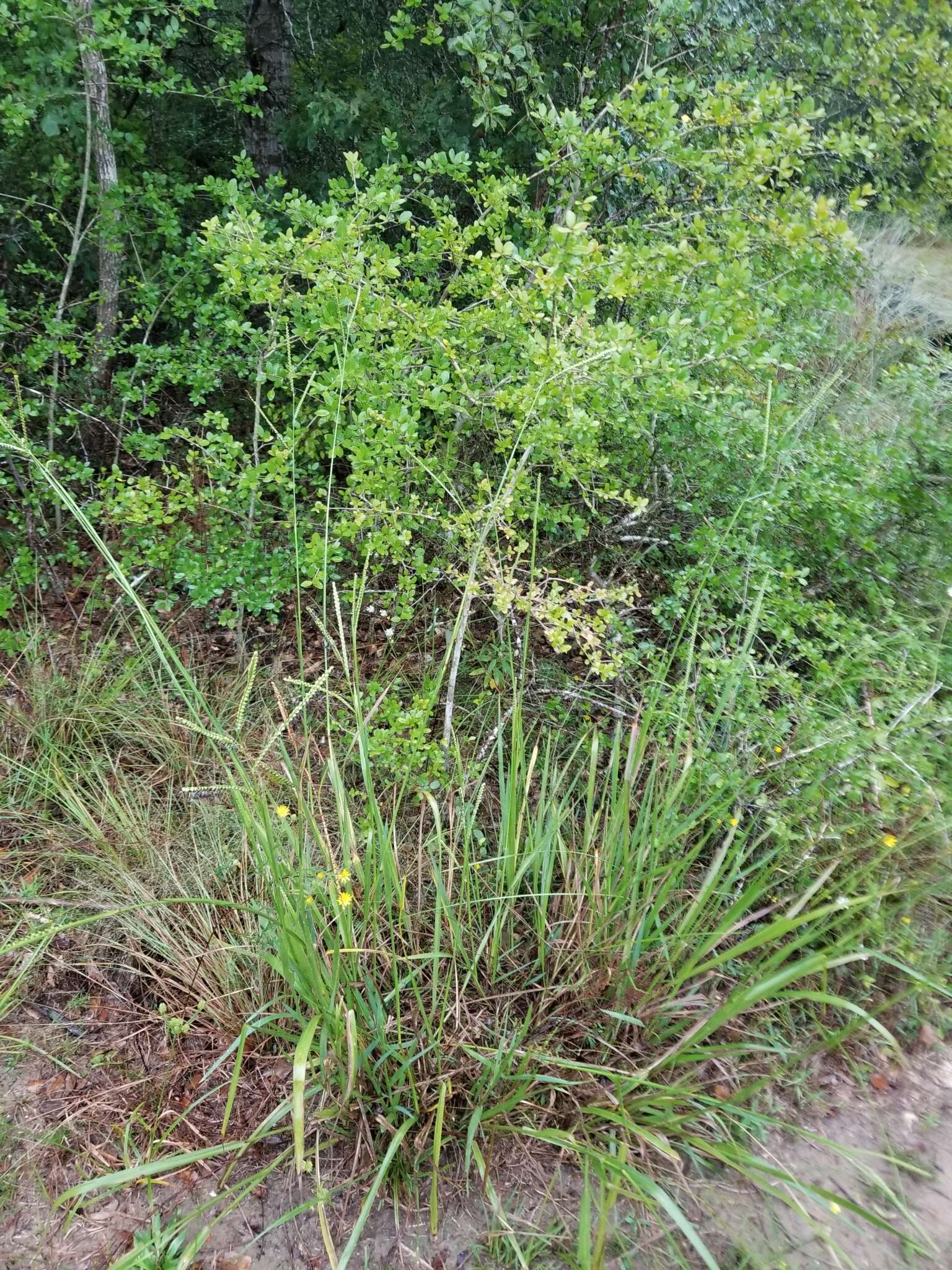 Imagem de Paspalum floridanum Michx.