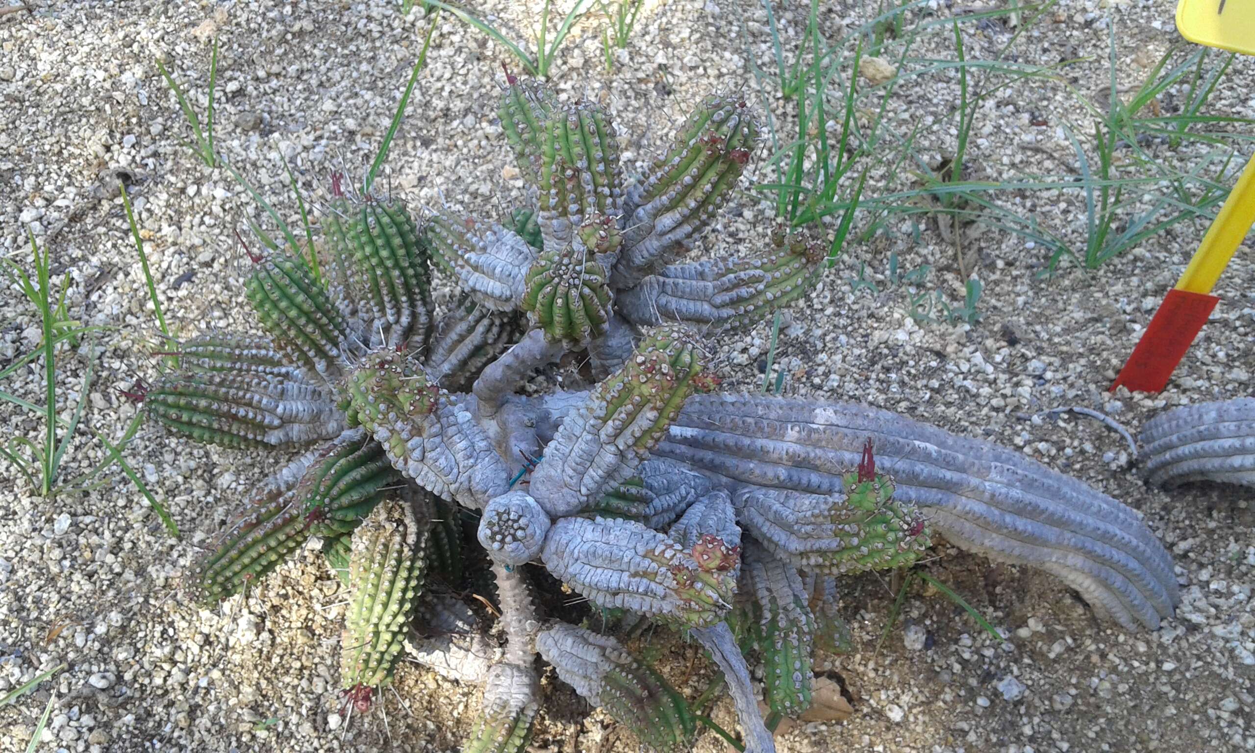 Слика од Euphorbia mammillaris L.