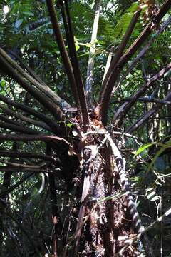 Image of Cyathea fulva (Mart. & Gal.) Fée