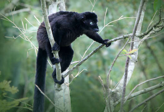 Image of Blue-eyed Black Lemur