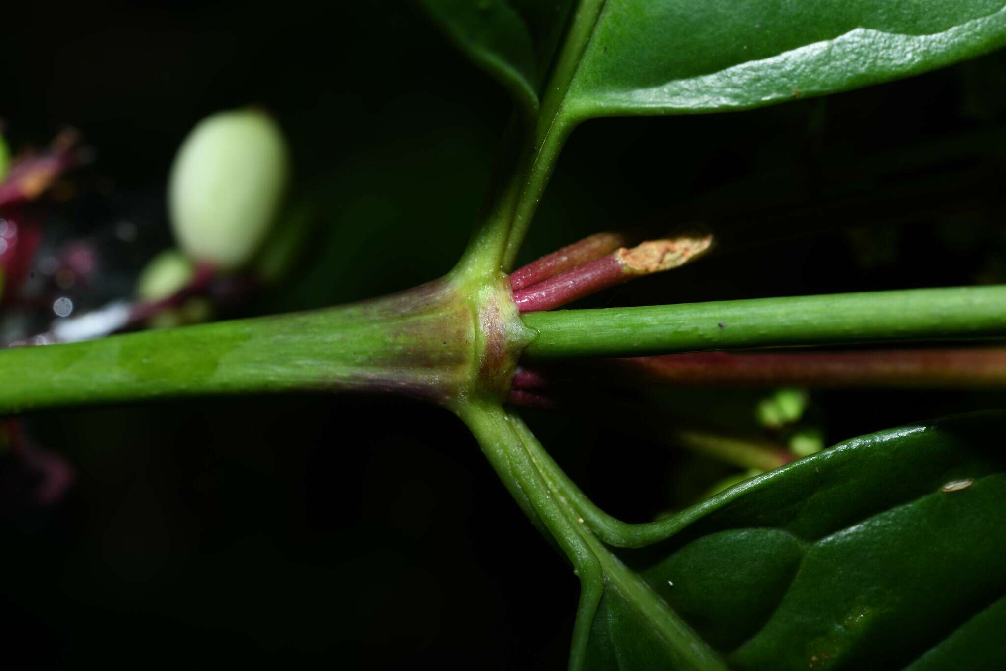 Image of Chiococca nitida Benth.