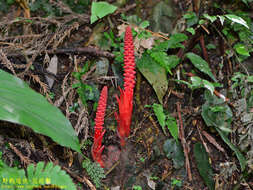 Image of Balanophora laxiflora Hemsl.