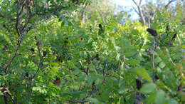 Image of staghorn sumac