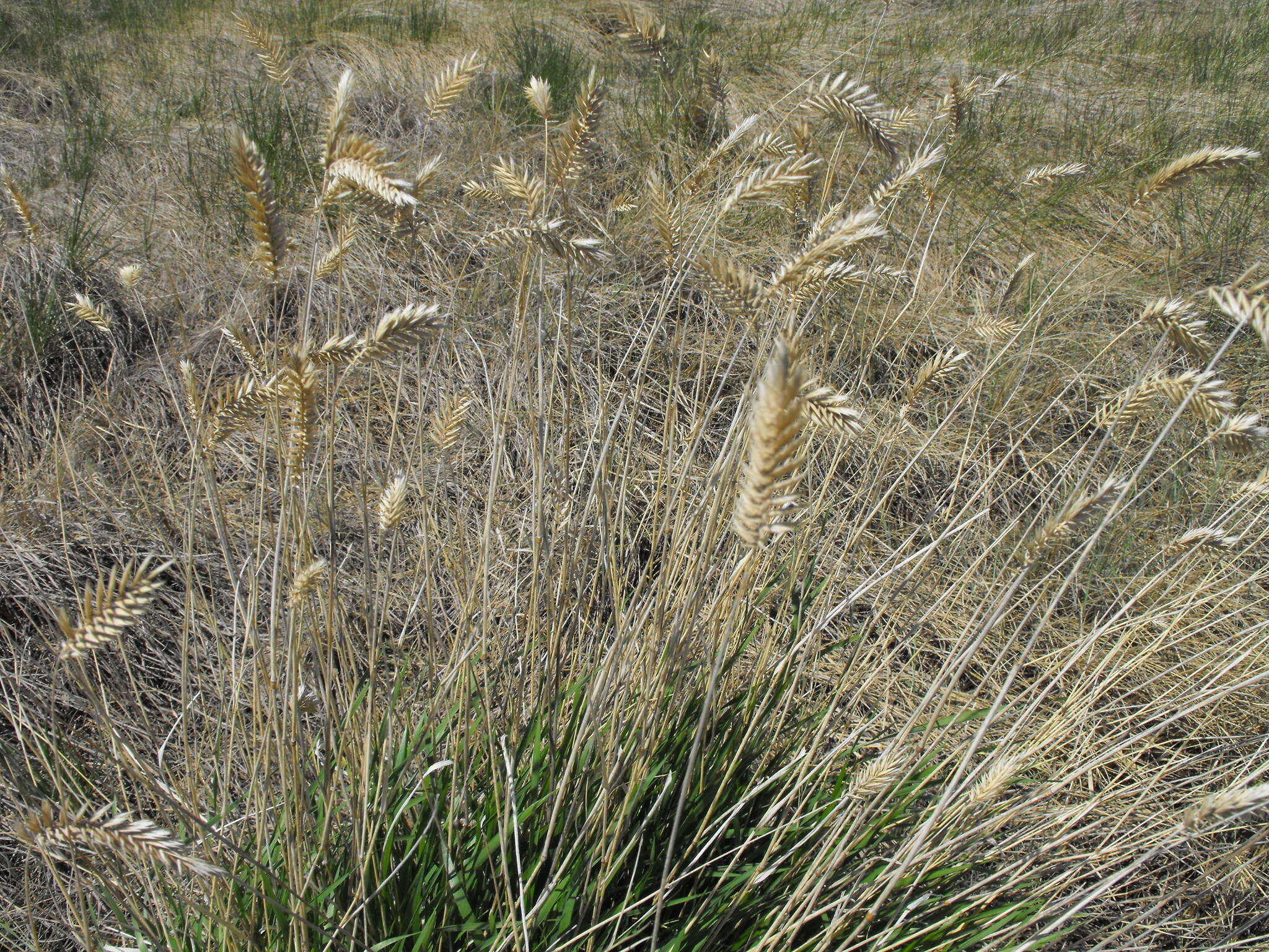 Image of wheatgrass