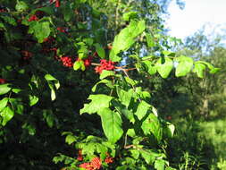 Image of common pricklyash