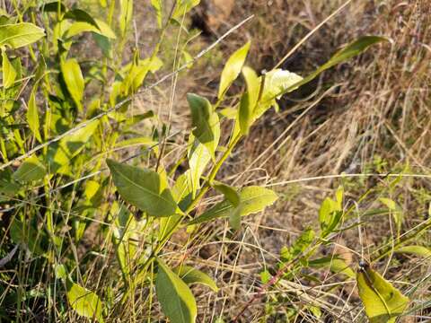 Image of Salacia rehmannii Schinz