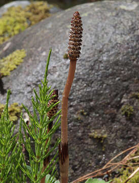 Image of field horsetail