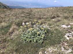 Potentilla speciosa Willd.的圖片