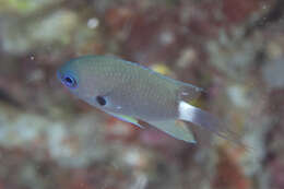 Слика од Pycnochromis delta (Randall 1988)