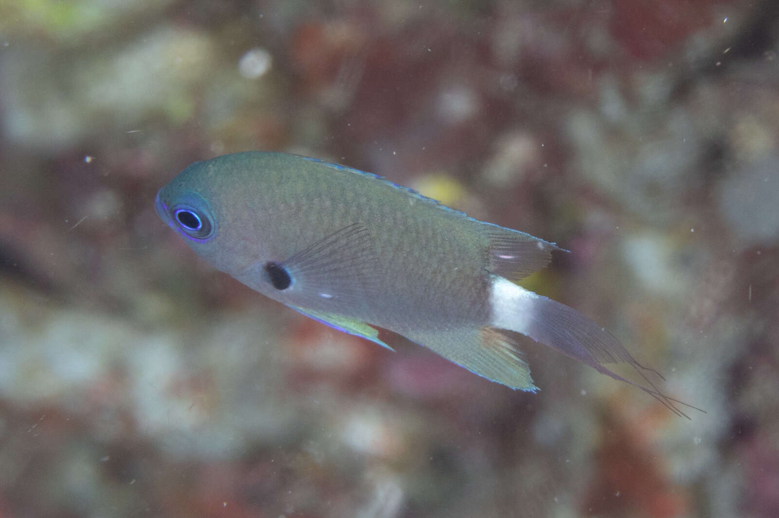 Слика од Pycnochromis delta (Randall 1988)