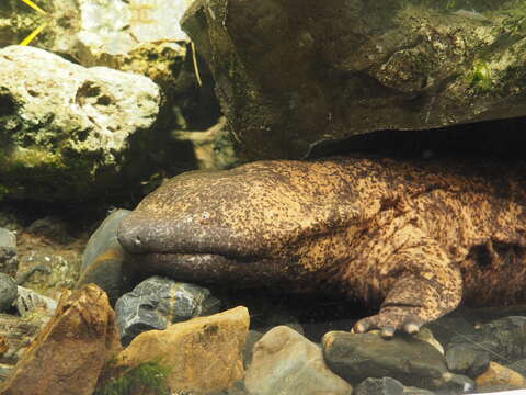 Image of Japanese Giant Salamander