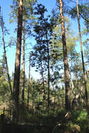 Image of Mountain Pine