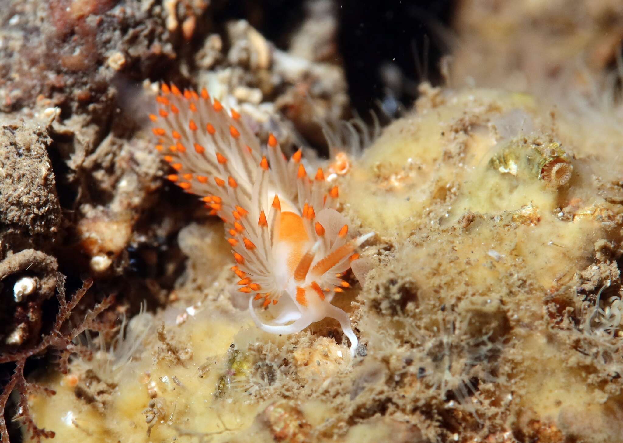 Image of Berghia verrucicornis (A. Costa 1867)