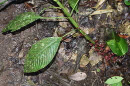 Image of Hoffmannia liesneriana L. O. Williams