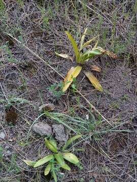 Image of Orchis simia subsp. simia