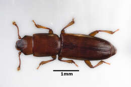 Image of Graveyard Beetle