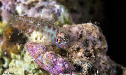 Image of Redblotched pygmy goby