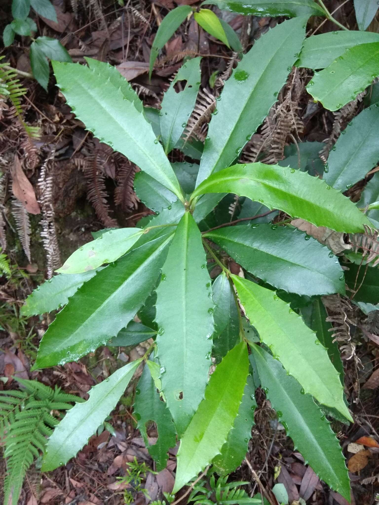 صورة Ardisia cornudentata Mez