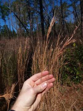 Andropogon cretaceus的圖片