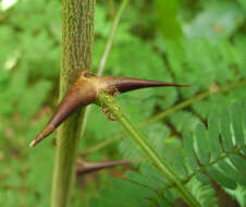 Image of bull horn acacia