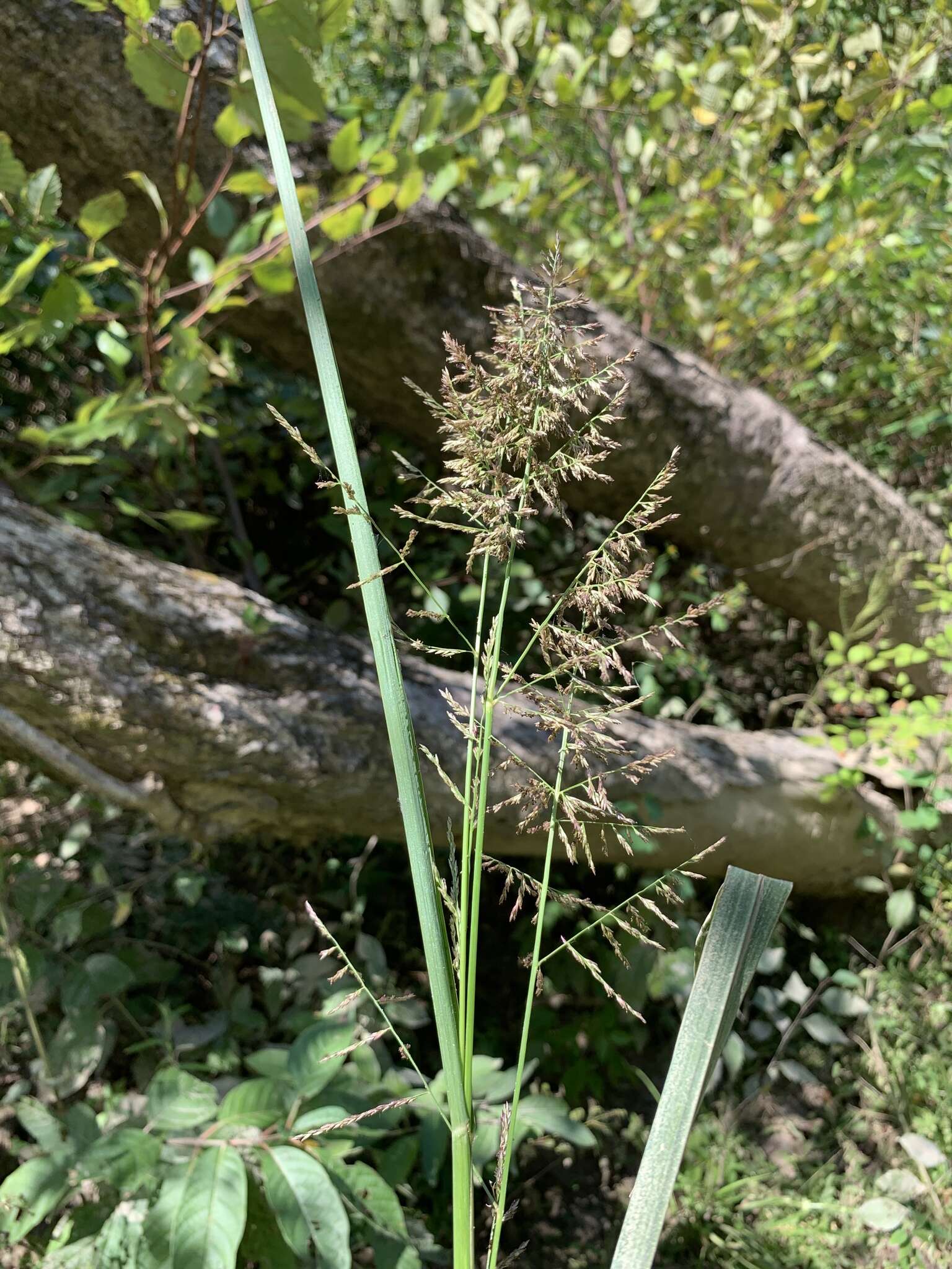 Слика од Coleataenia rigidula (Bosc ex Nees) Le Blond