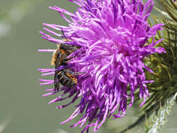 Image of Osmia niveata (Fabricius 1804)