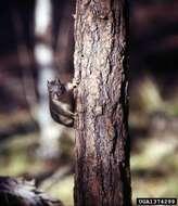 Image of Douglas's Squirrel