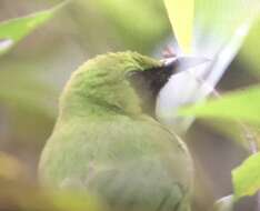 Image of Greater Green Leafbird