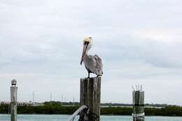 Image of Pelecanus occidentalis carolinensis Gmelin & JF 1789