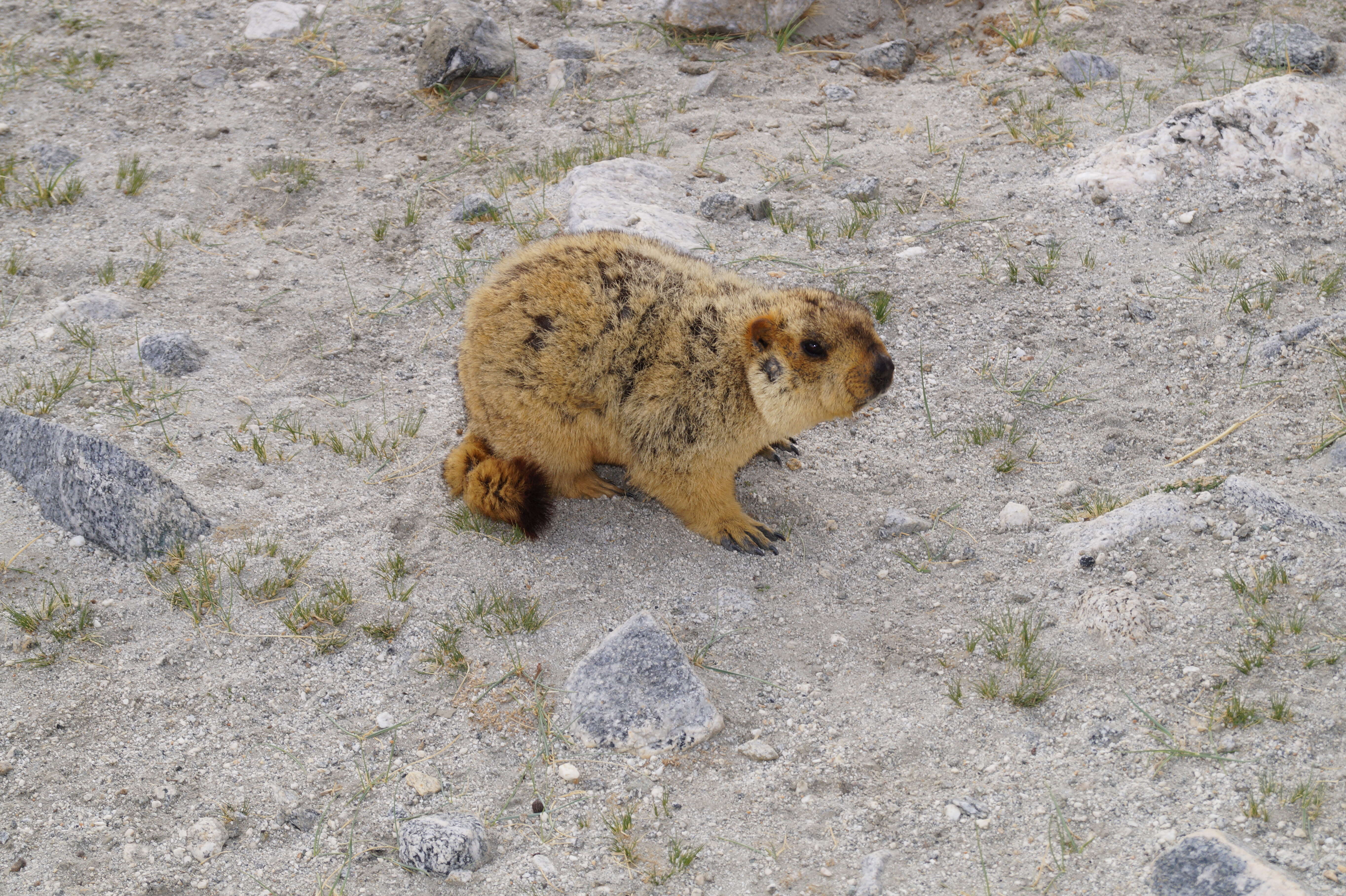 Image of Himalayan Marmot