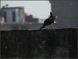 Image of White-breasted Waterhen